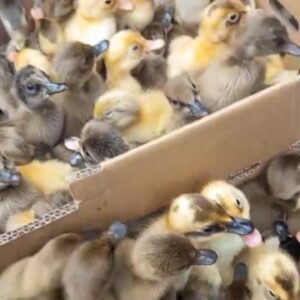 DOD Bebek Lokal Betina/Petelur