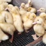 DOD Bebek Peking Mandiri
