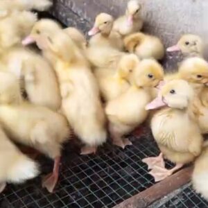 DOD Bebek Peking Mandiri