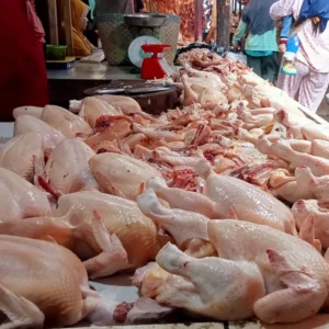 Daging ayam