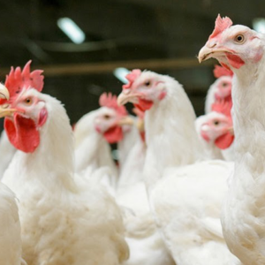 Ayam Pejantan fresh ukuran hidup 7 ons - 1.1 kg - hidup 8 ons