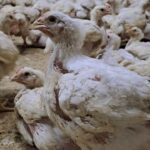 Ayam broiler fresh ukuran hidup 7 ons - 1.5 kg - hidup 8 ons