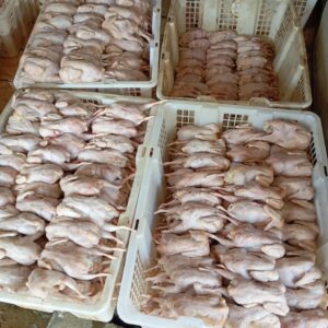 Daging Burung Puyuh bobot 1,5-1,6 ons per ekor